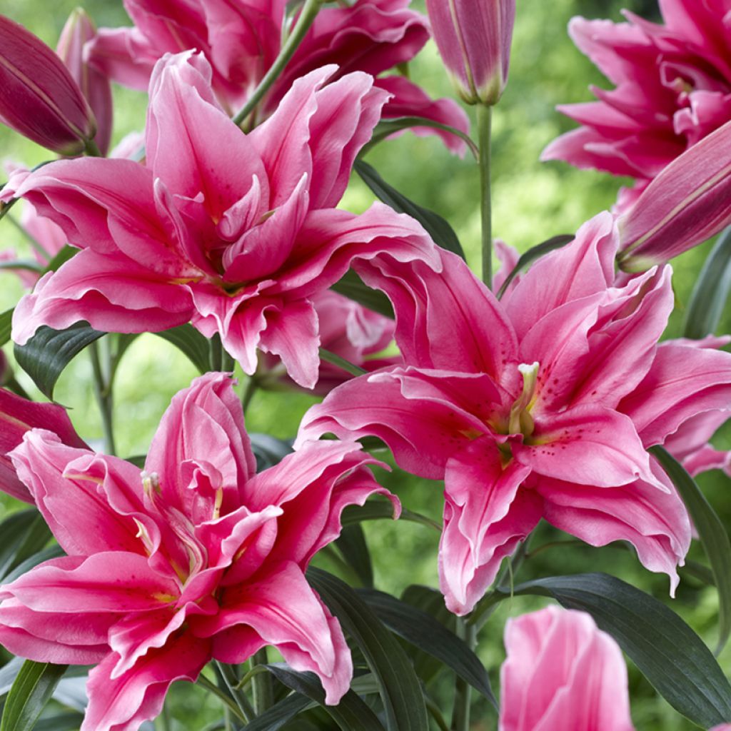 Oriental-lilja Roselily Elena