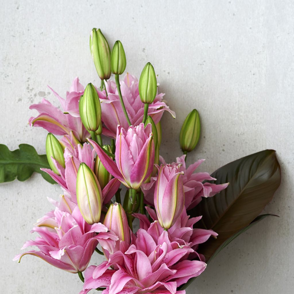 Oriental-lilja Roselily Viola