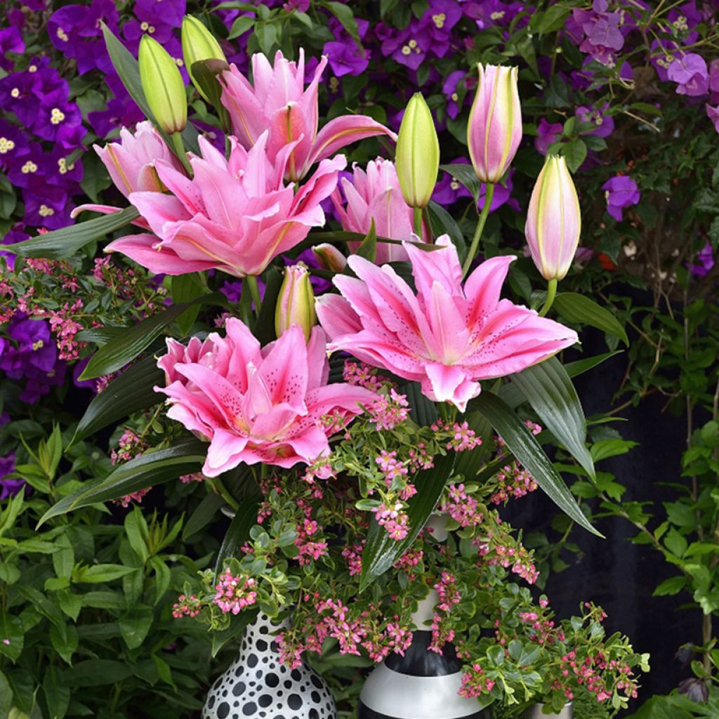 Oriental-lilja Roselily Viola