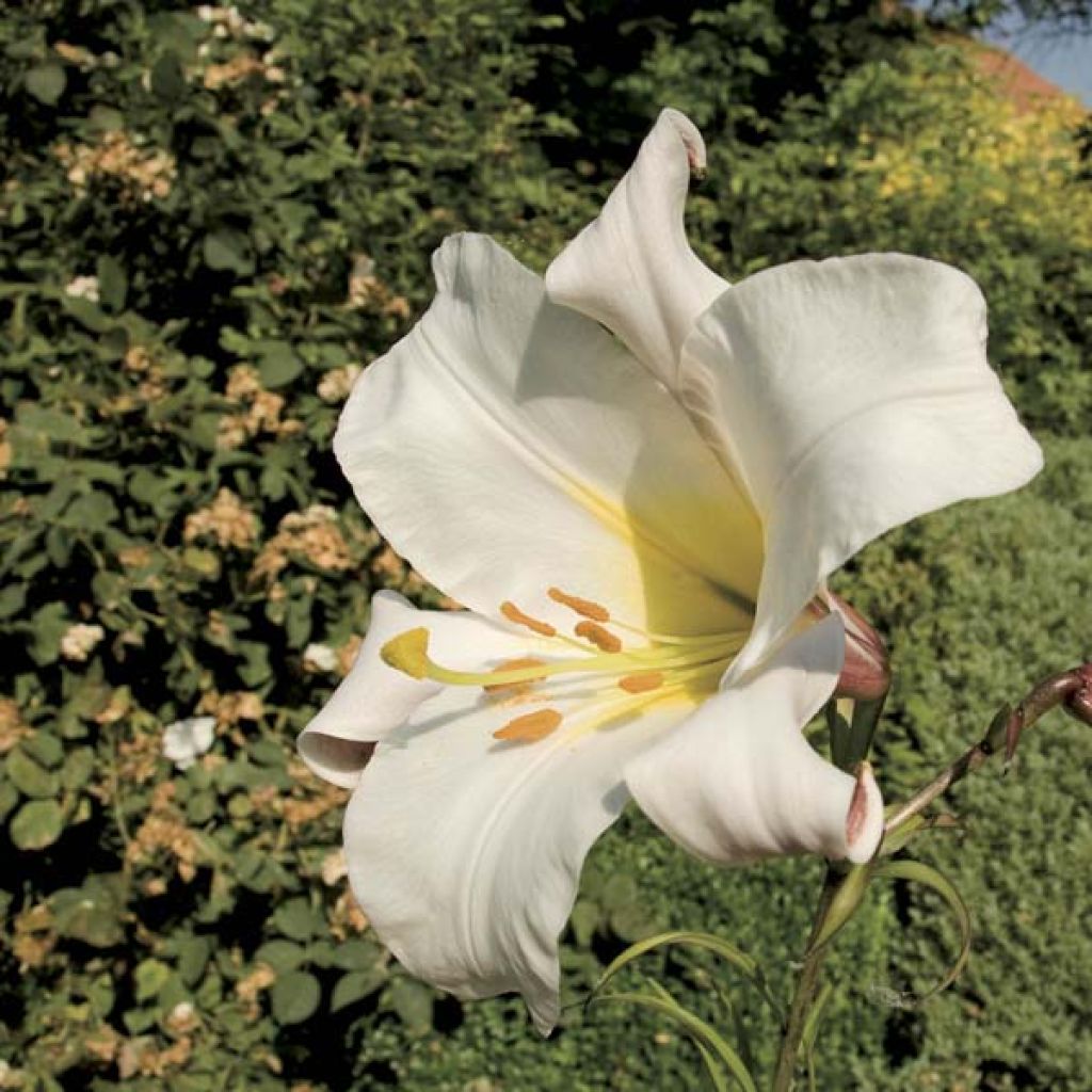 Kuningaslilja - Lilium regale