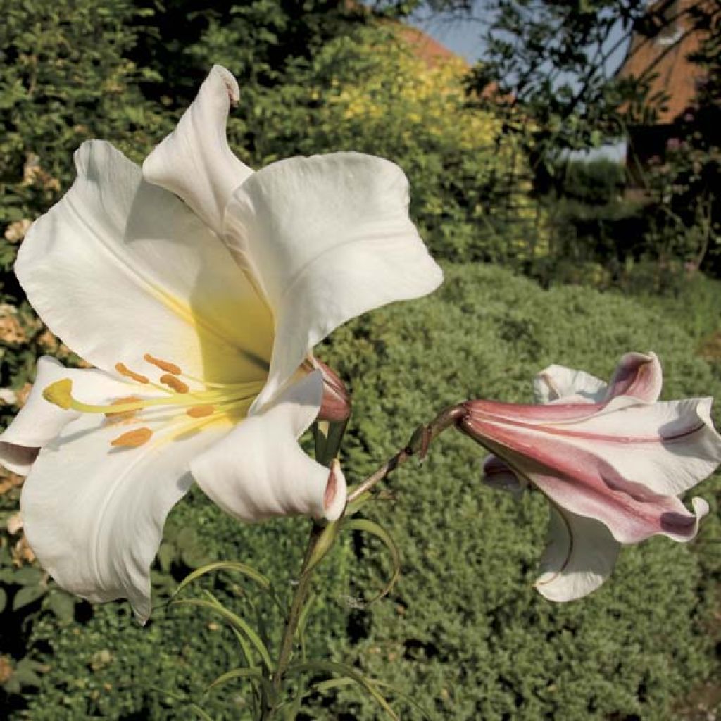 Kuningaslilja - Lilium regale
