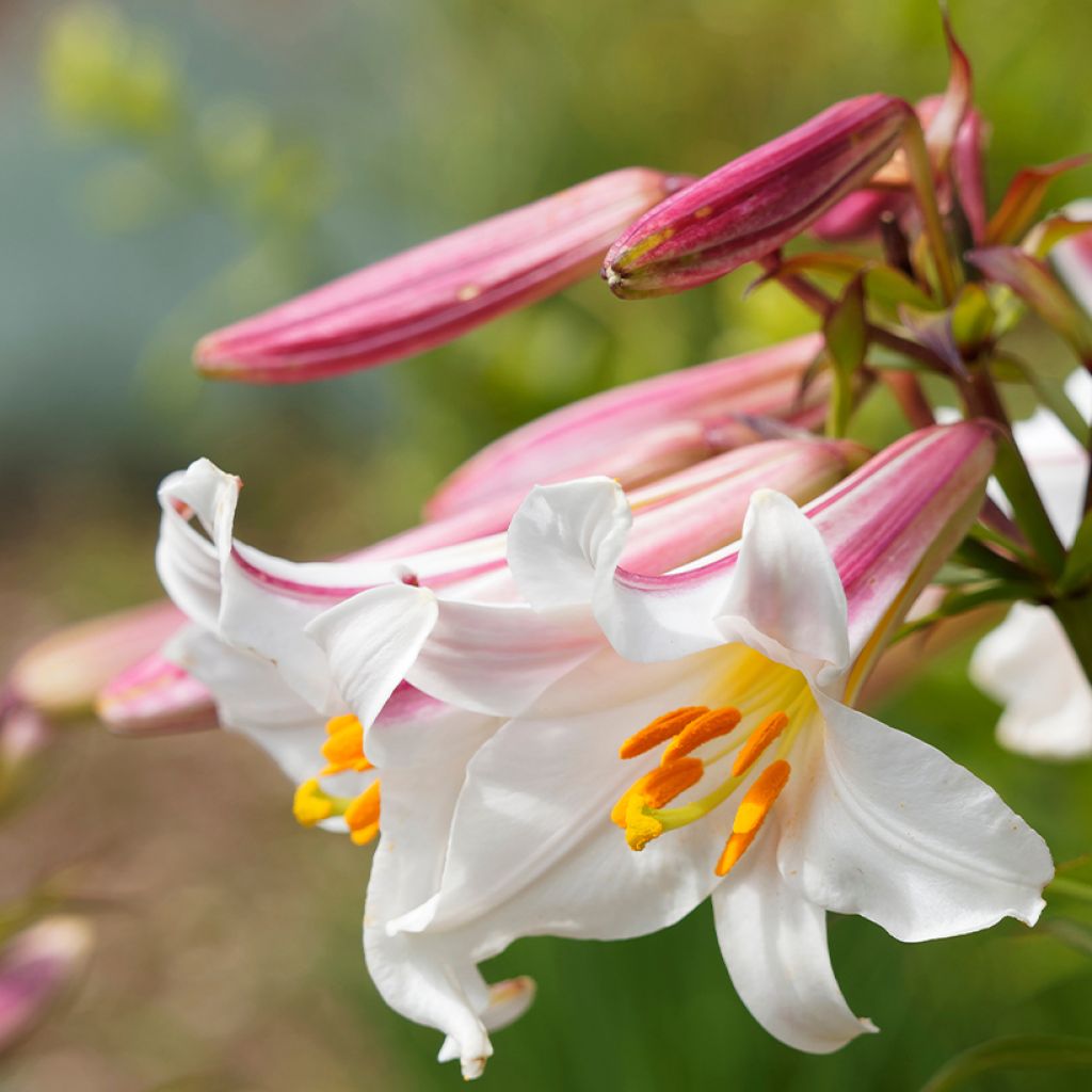 Kuningaslilja - Lilium regale