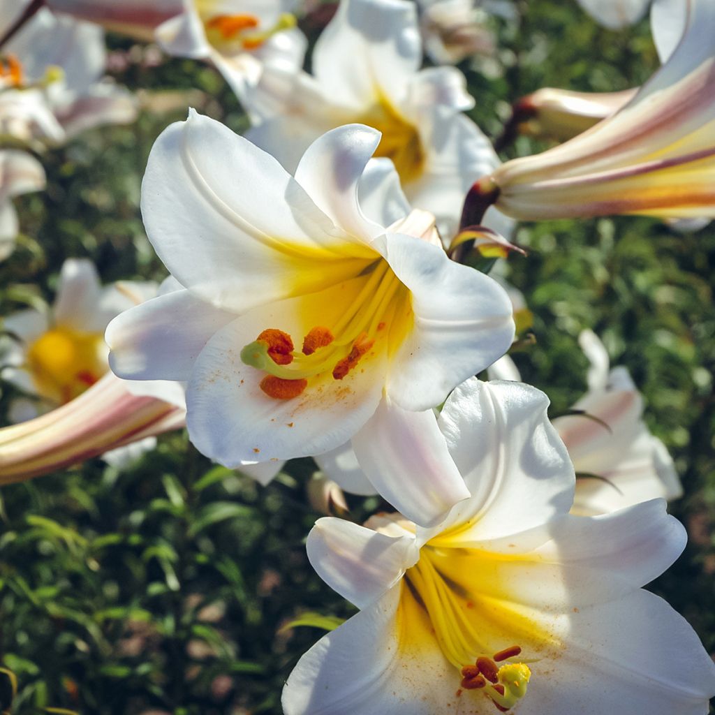 Kuningaslilja - Lilium regale