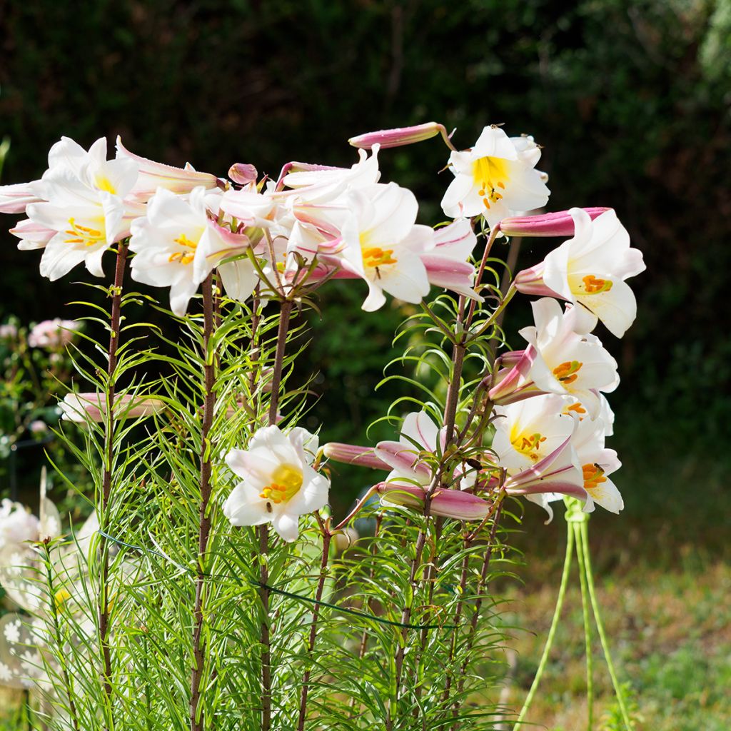 Kuningaslilja - Lilium regale