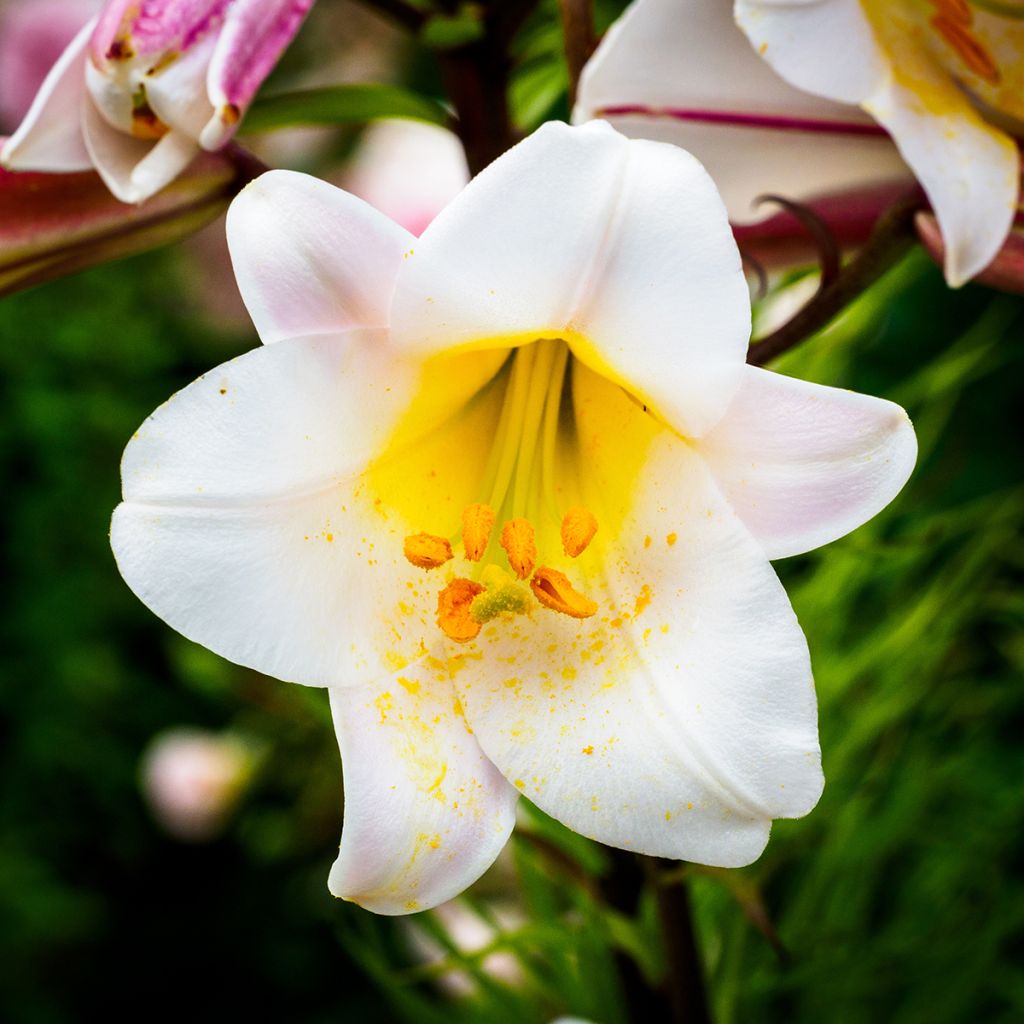 Kuningaslilja - Lilium regale
