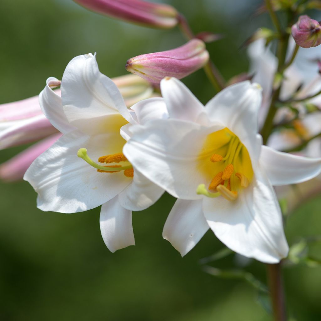 Kuningaslilja - Lilium regale