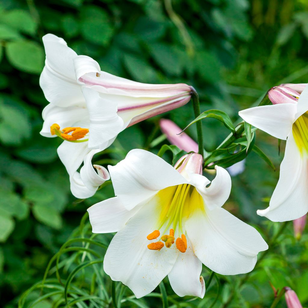 Kuningaslilja - Lilium regale