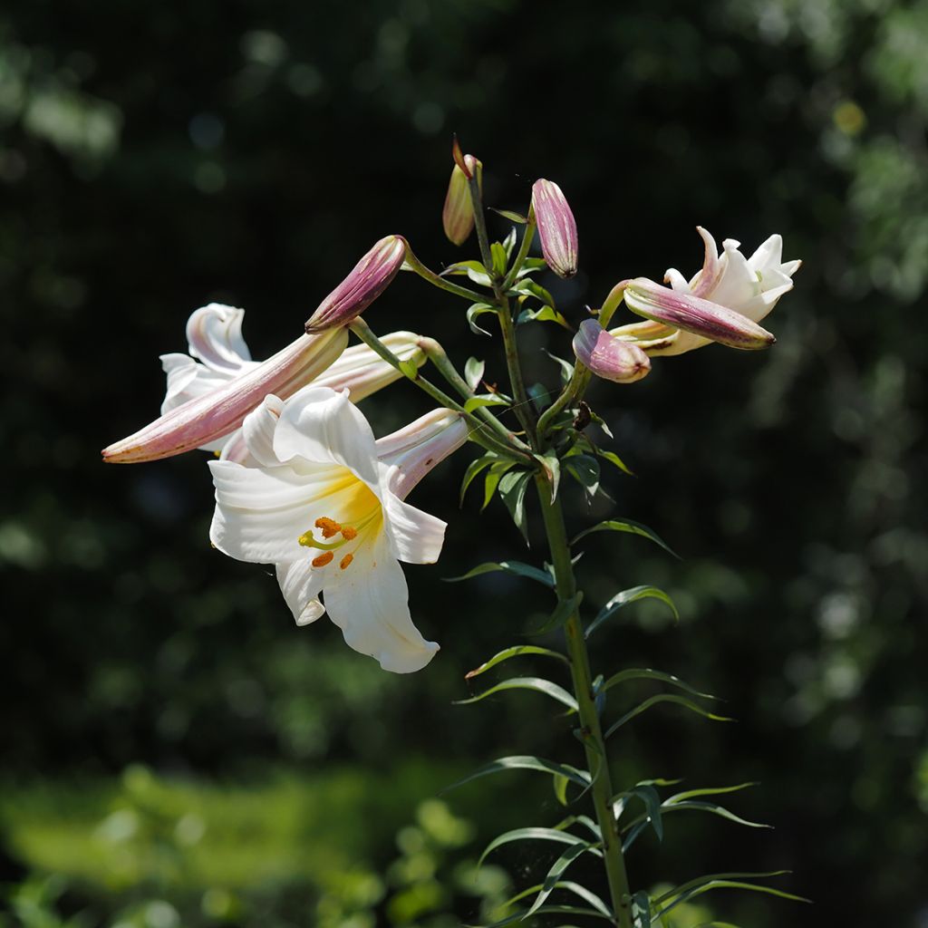 Kuningaslilja - Lilium regale