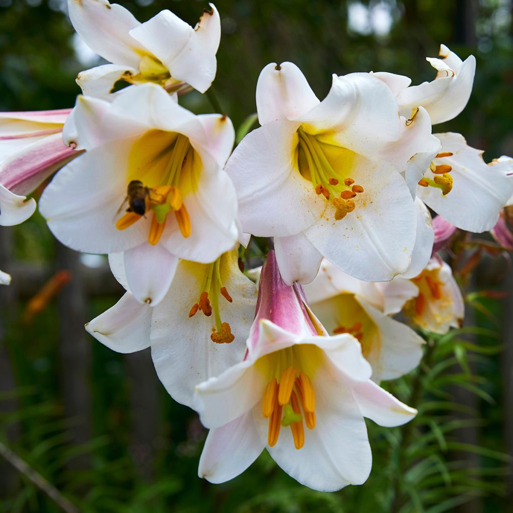 Kuningaslilja - Lilium regale