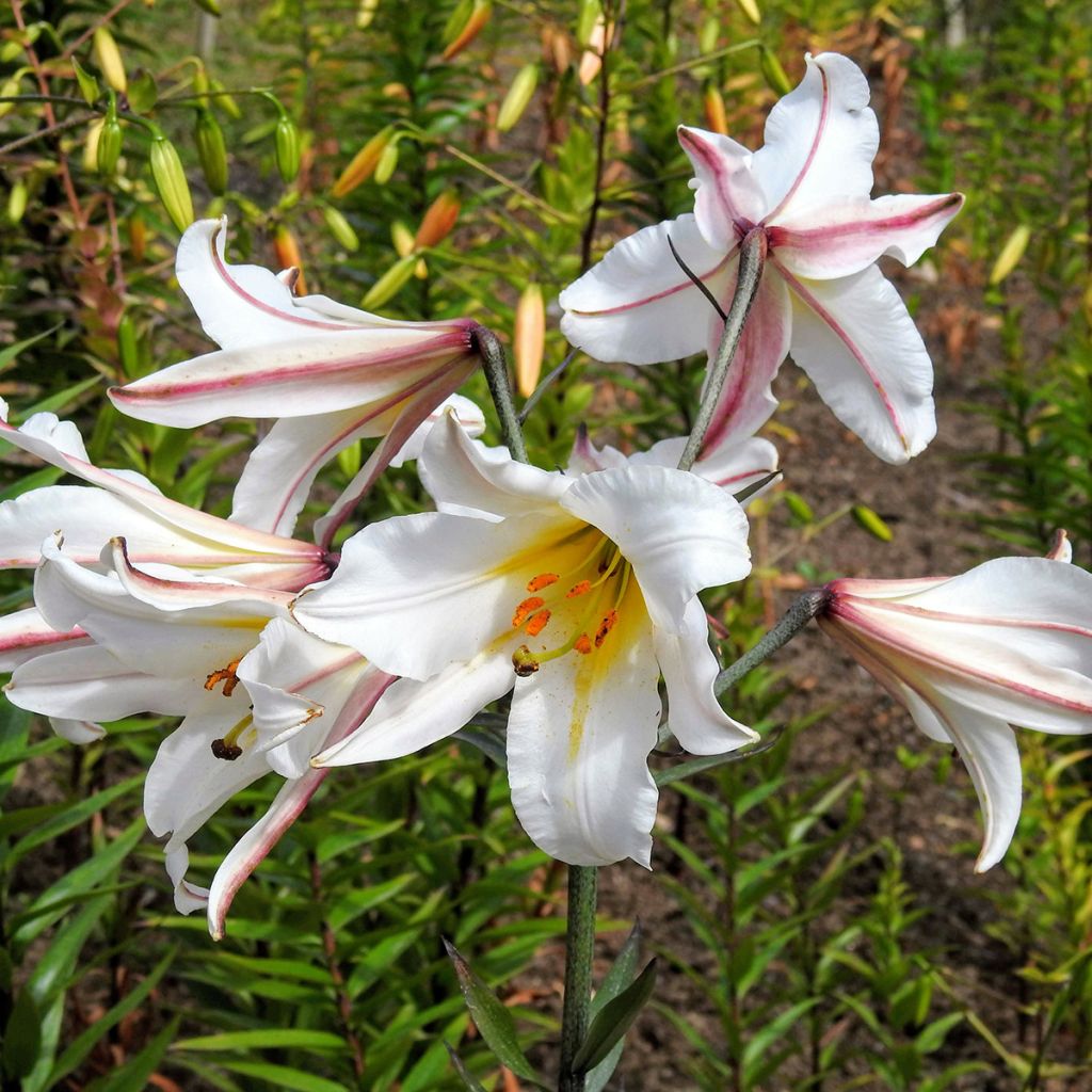 Kuningaslilja - Lilium regale