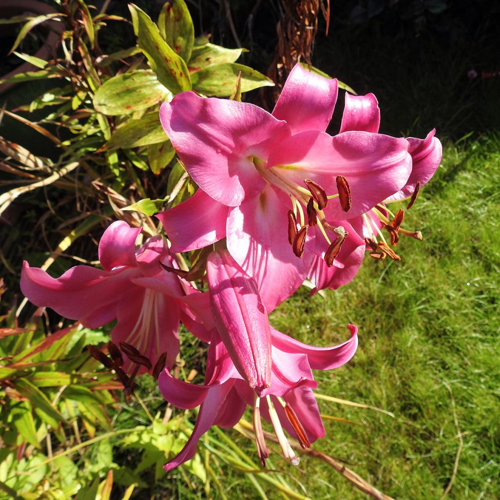 Trumpettililja Pink Perfection
