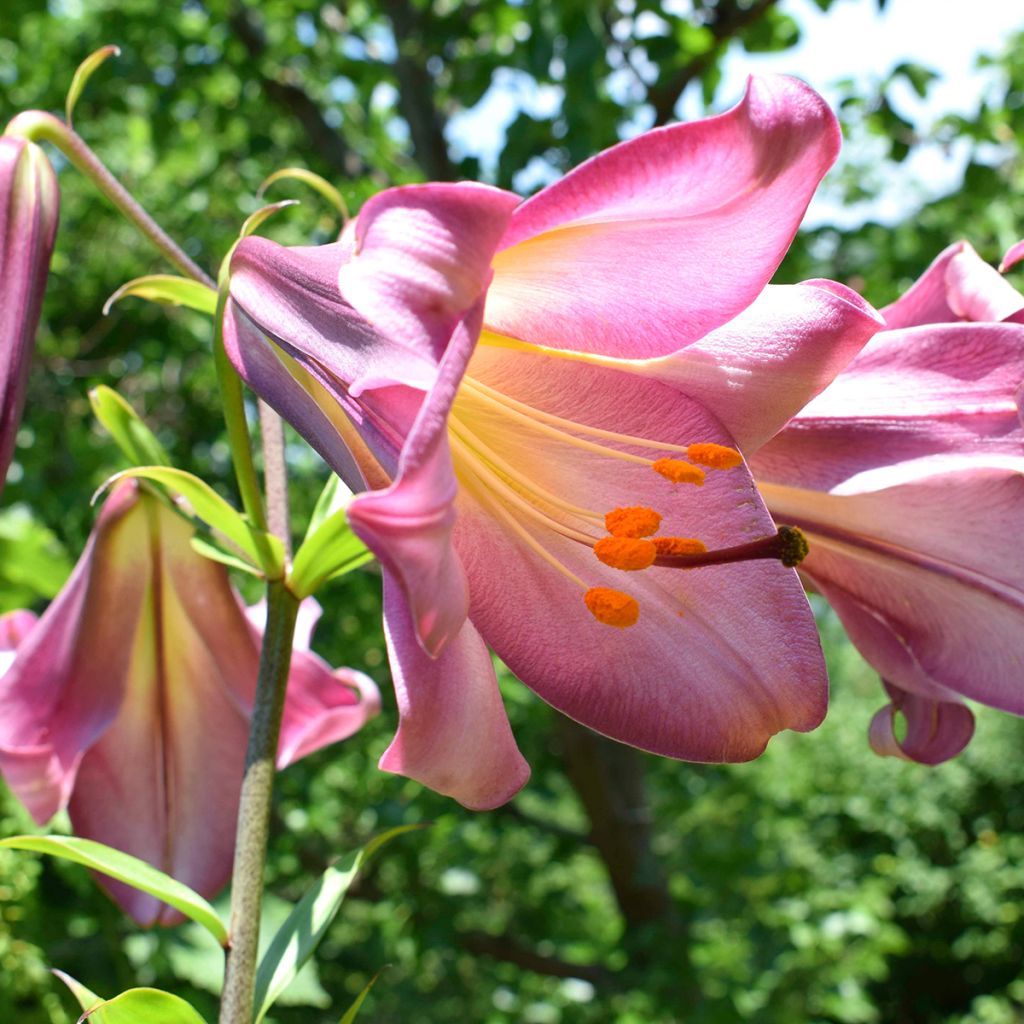 Trumpettililja Pink Perfection