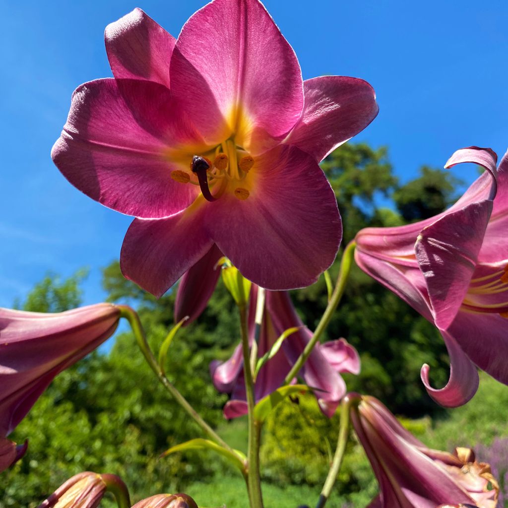 Trumpettililja Pink Perfection