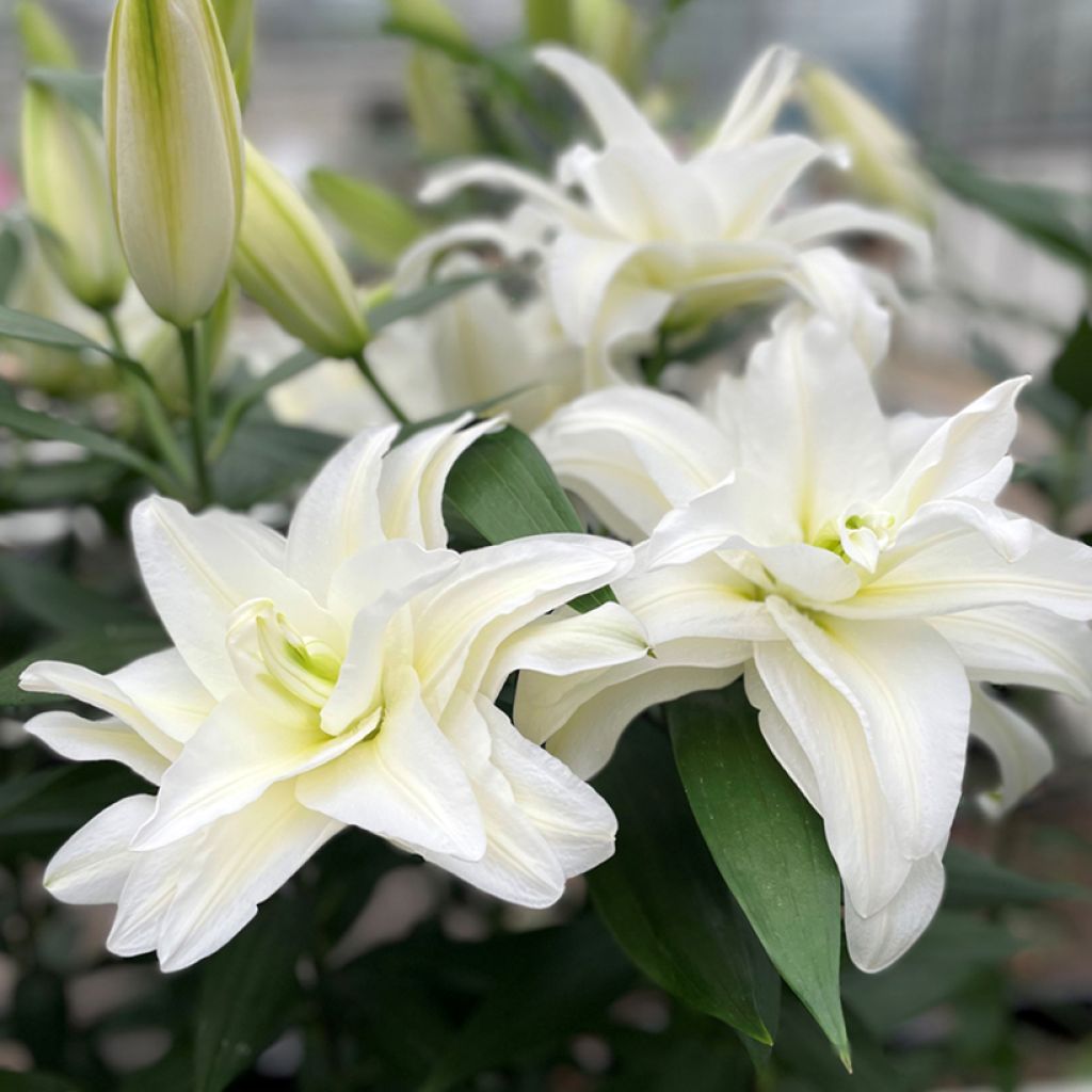 Oriental-lilja Roselily Samuela