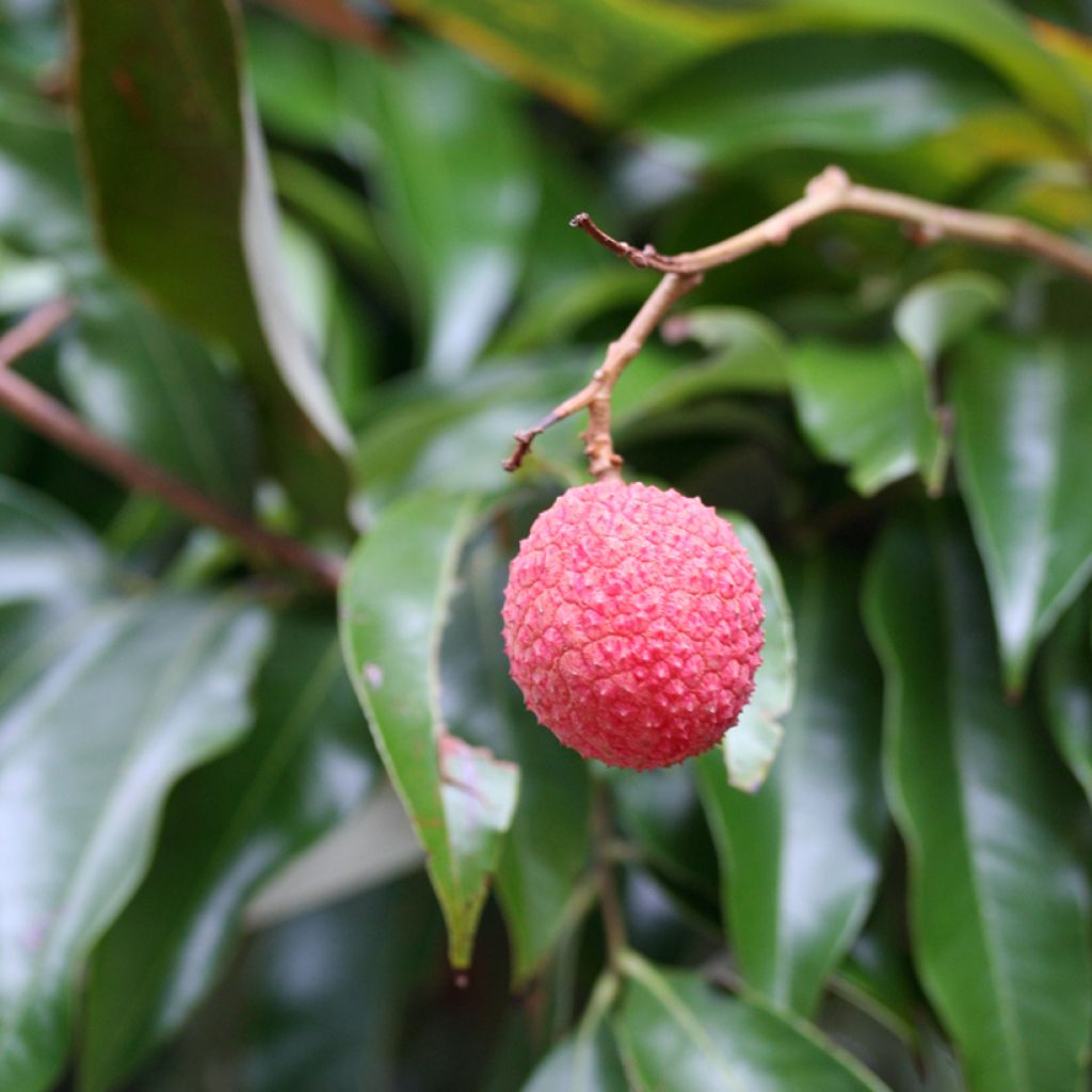 Litsi Kwai May Pink
