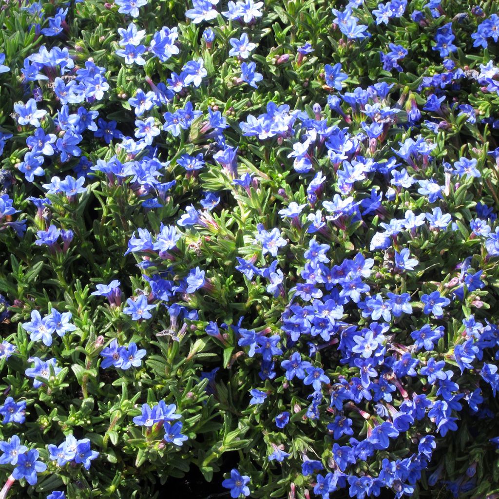 Sinilemmiö Heavenly Blue