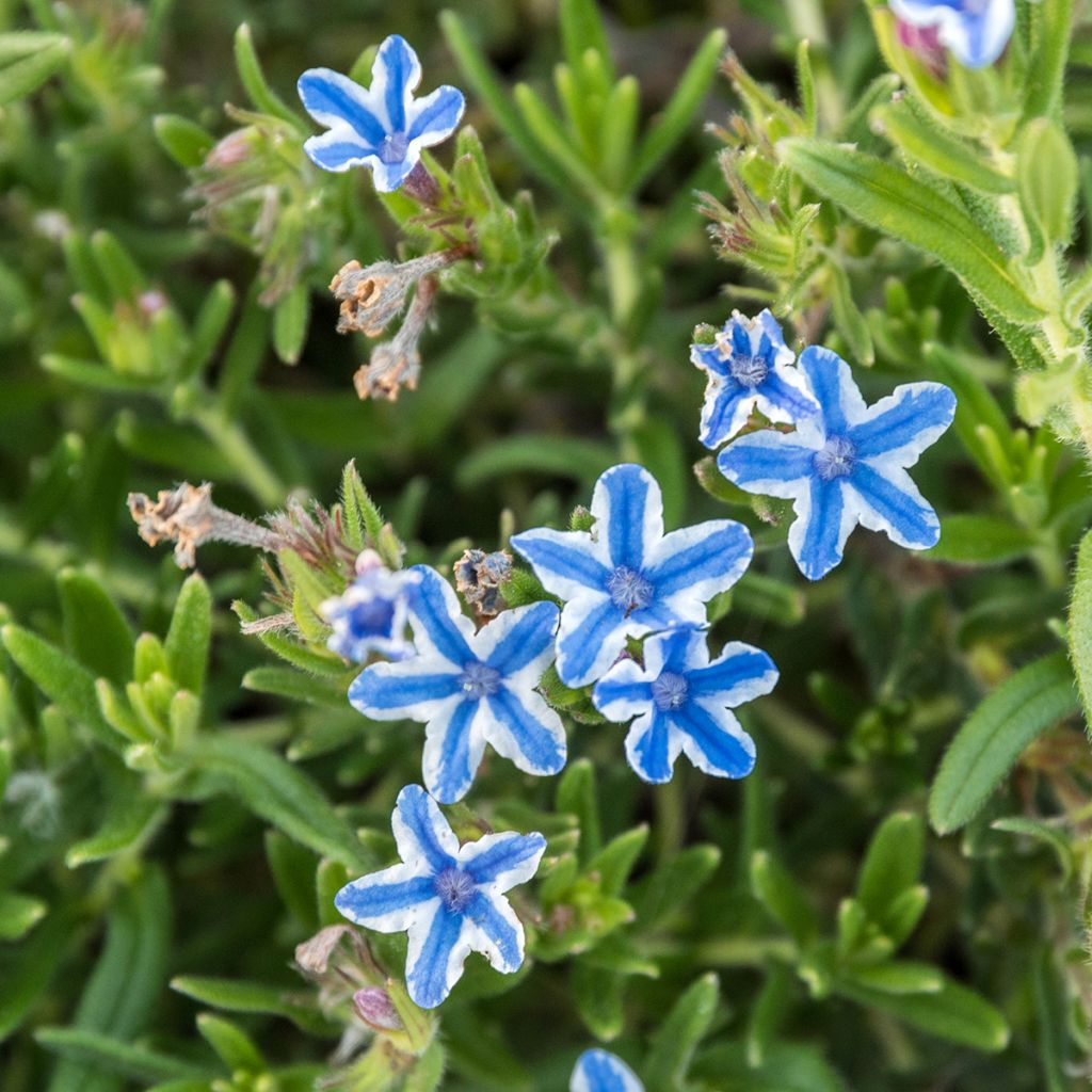 Sinilemmiö Star