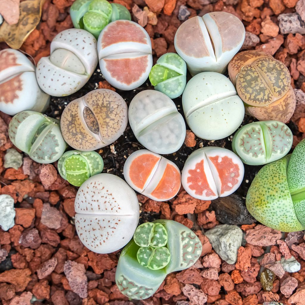 Kivikuka Pebble Plants Mixed (siemenet)