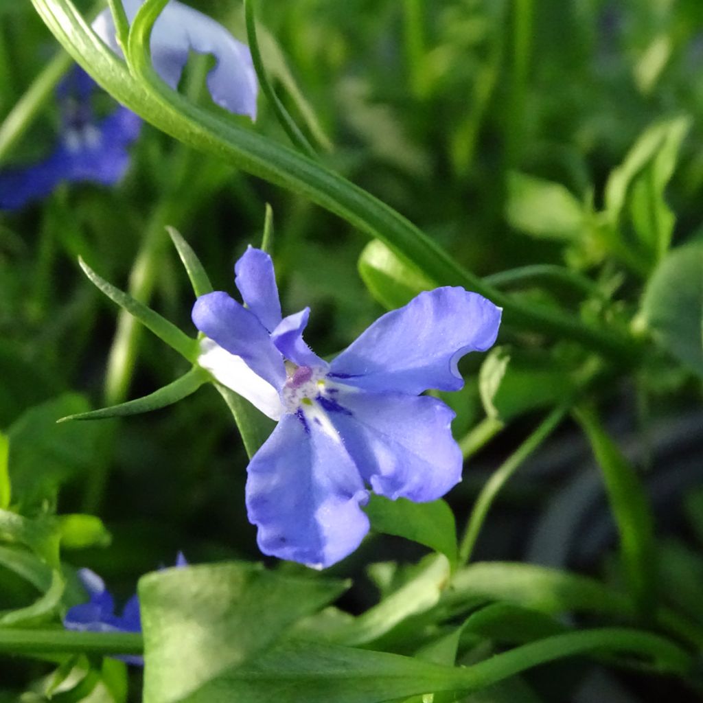 Sinilobelia Anabel Blue