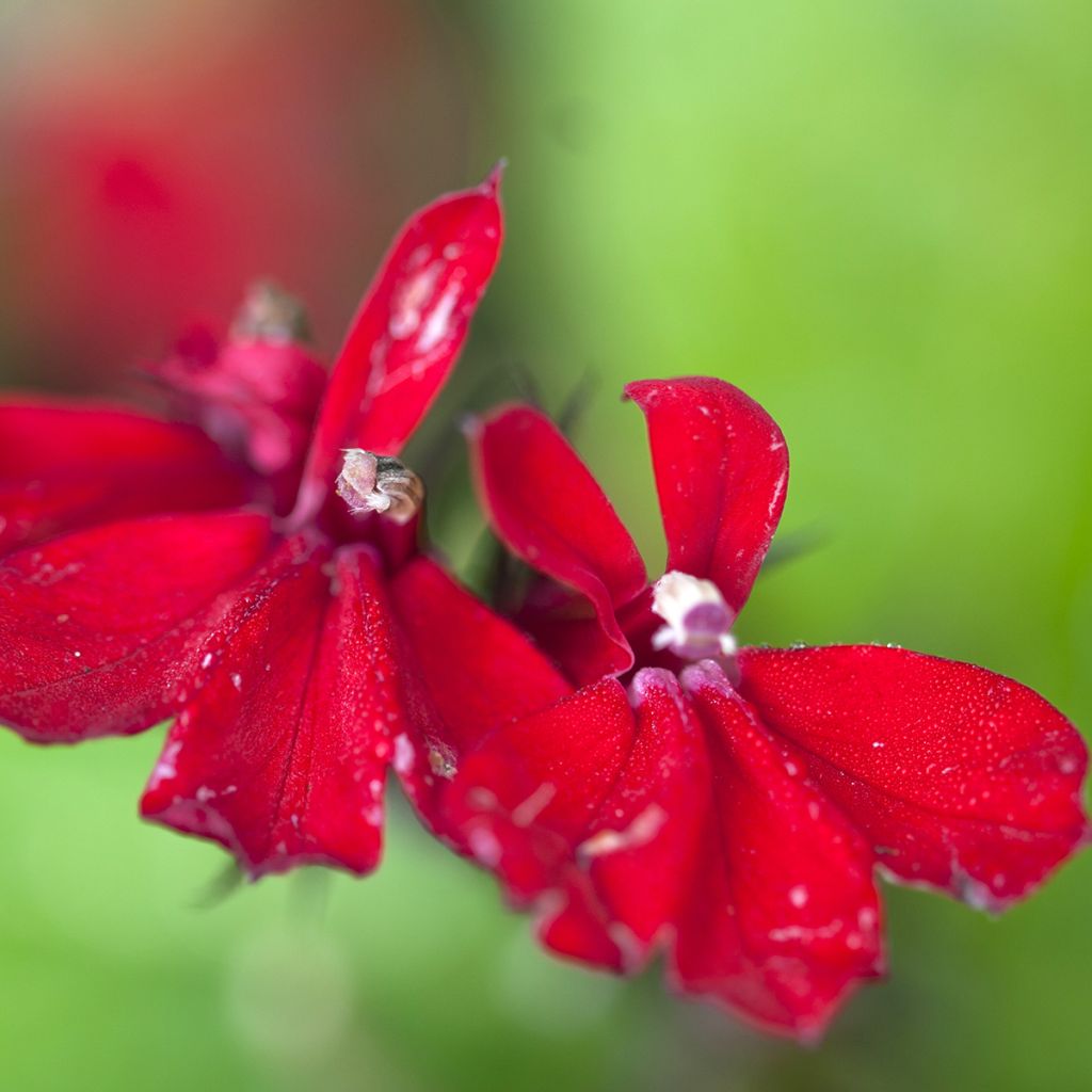 Tarhalobelia Queen Victoria