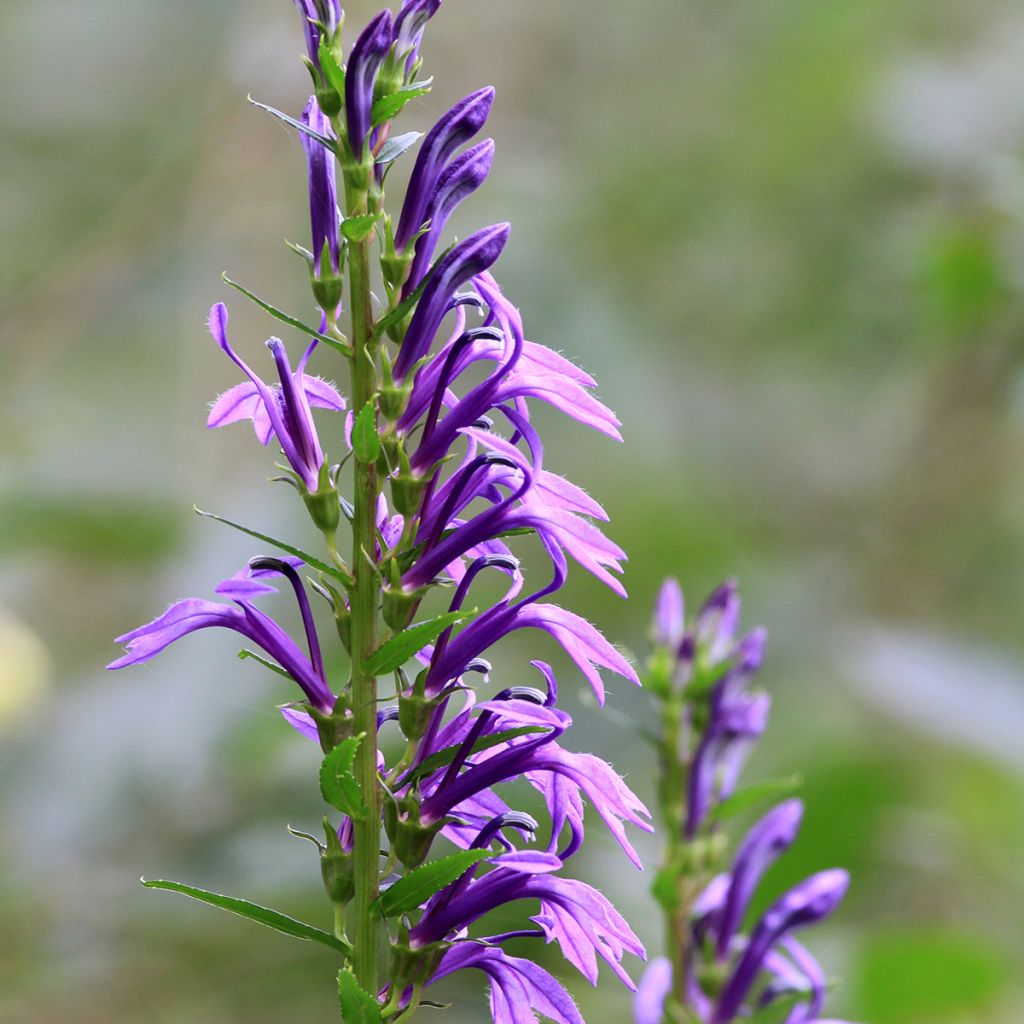 Mustelobelia - Lobelia sessilifolia
