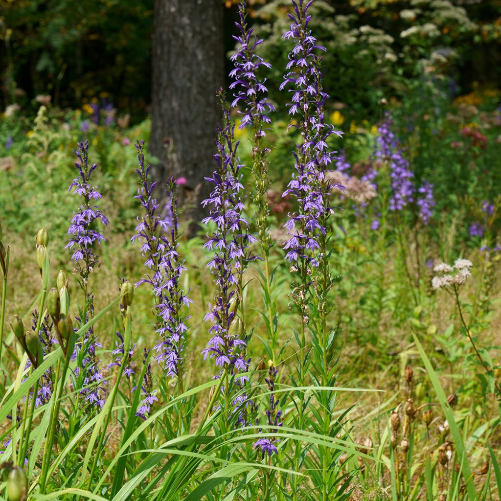 Mustelobelia - Lobelia sessilifolia