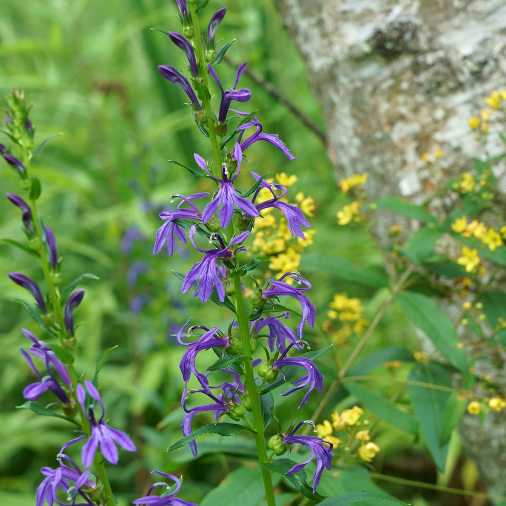 Mustelobelia - Lobelia sessilifolia