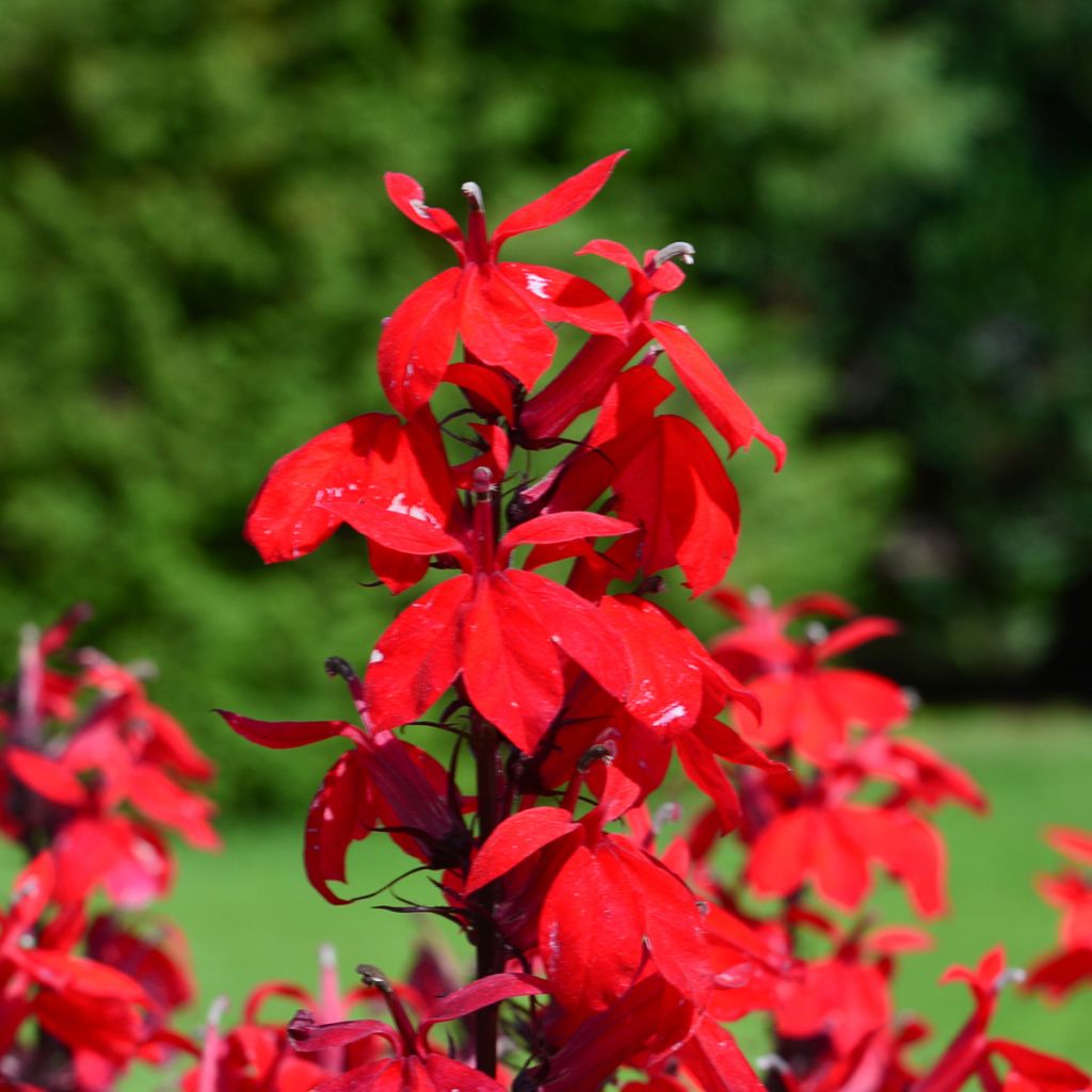 Tarhalobelia Fan burgundy