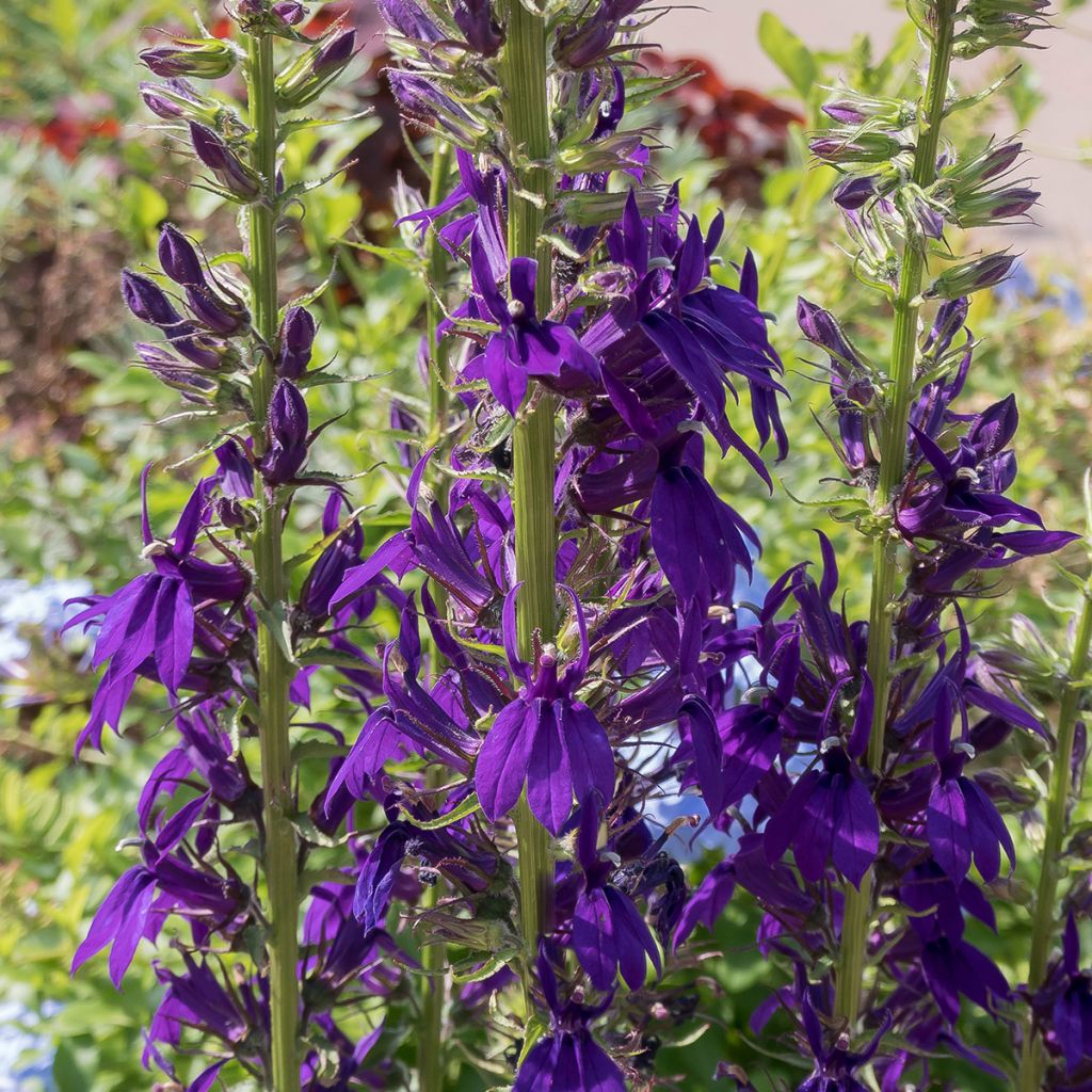 Tarhalobelia Kompliment Blau