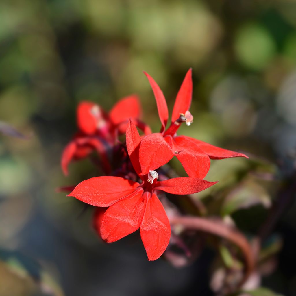 Tarhalobelia Starship Scarlet