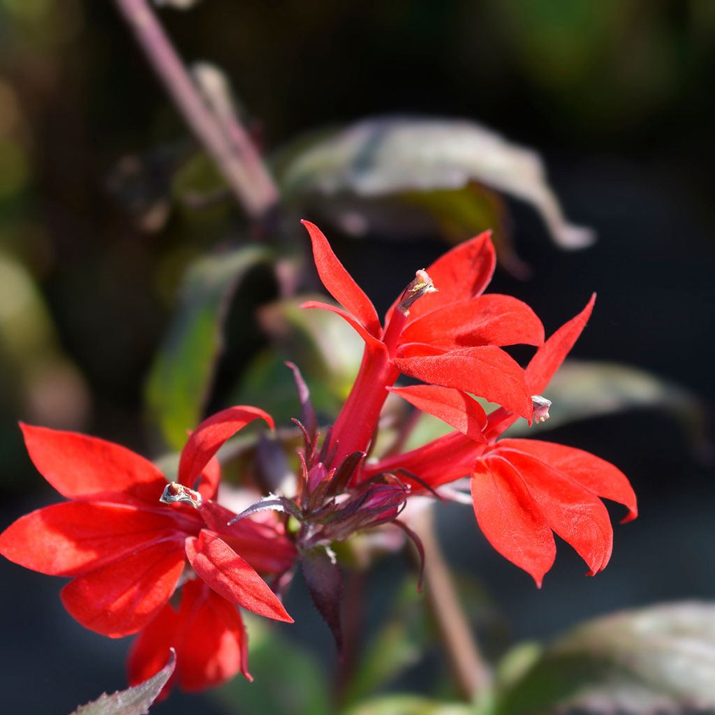 Tarhalobelia Starship Scarlet