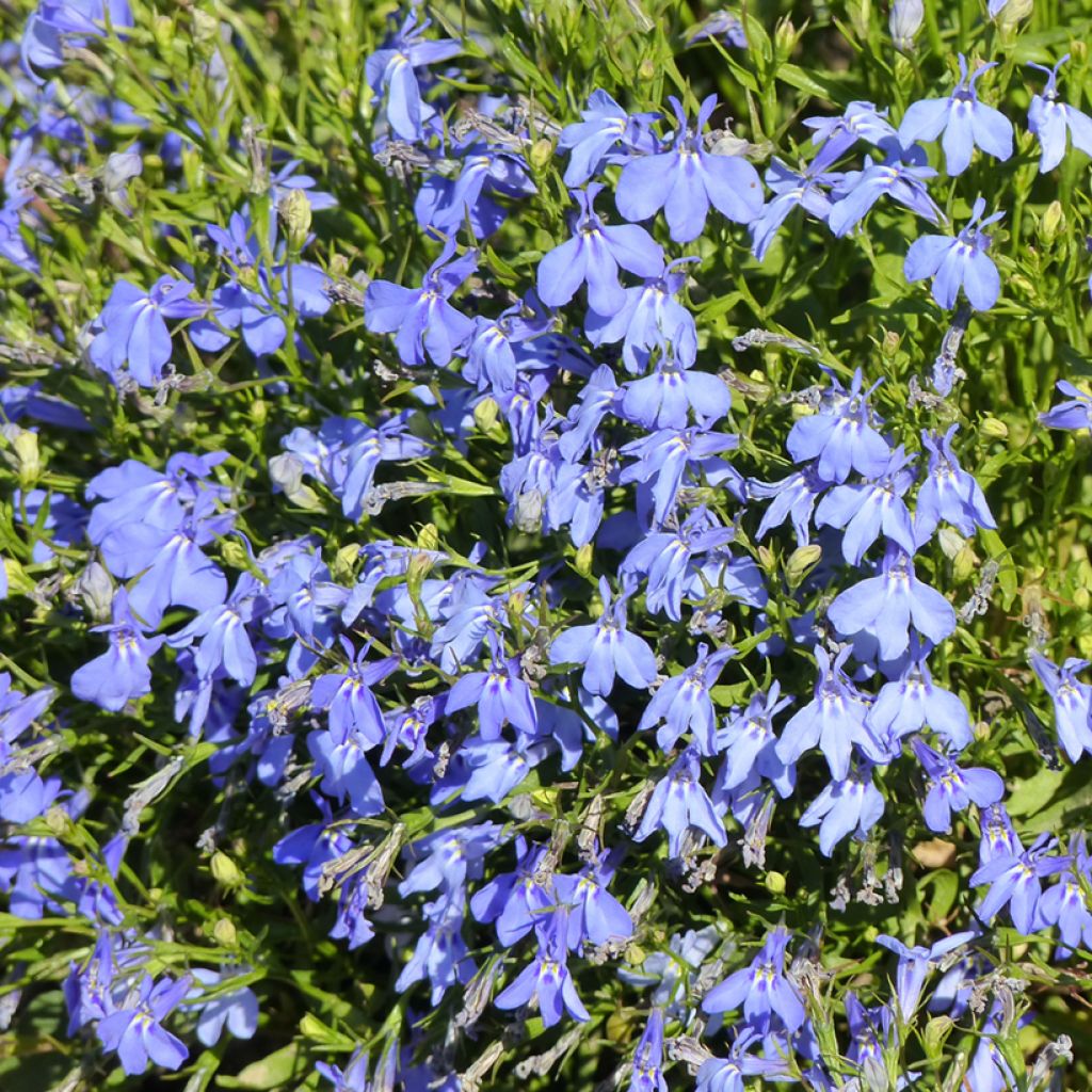 Sinilobelia Cambridge Blue (siemenet)