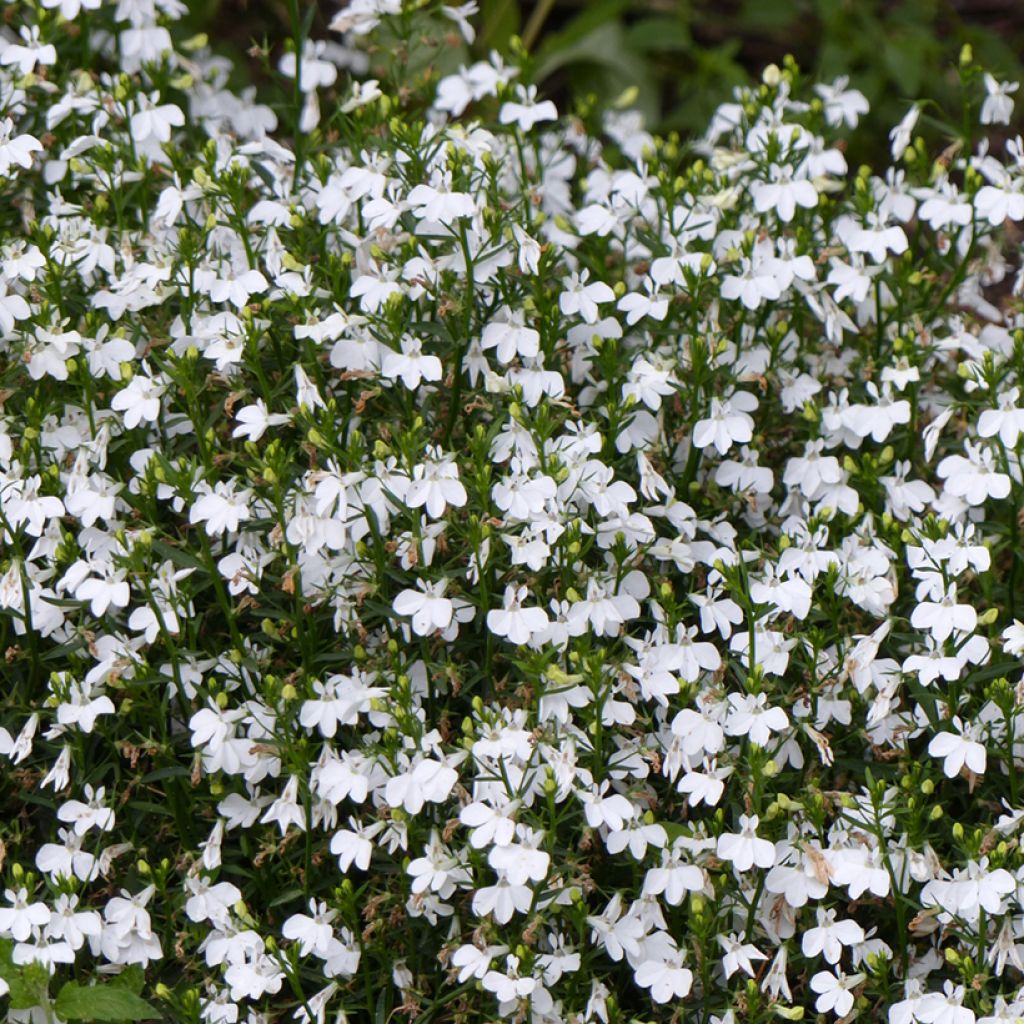 Sinilobelia White Lady (siemenet)