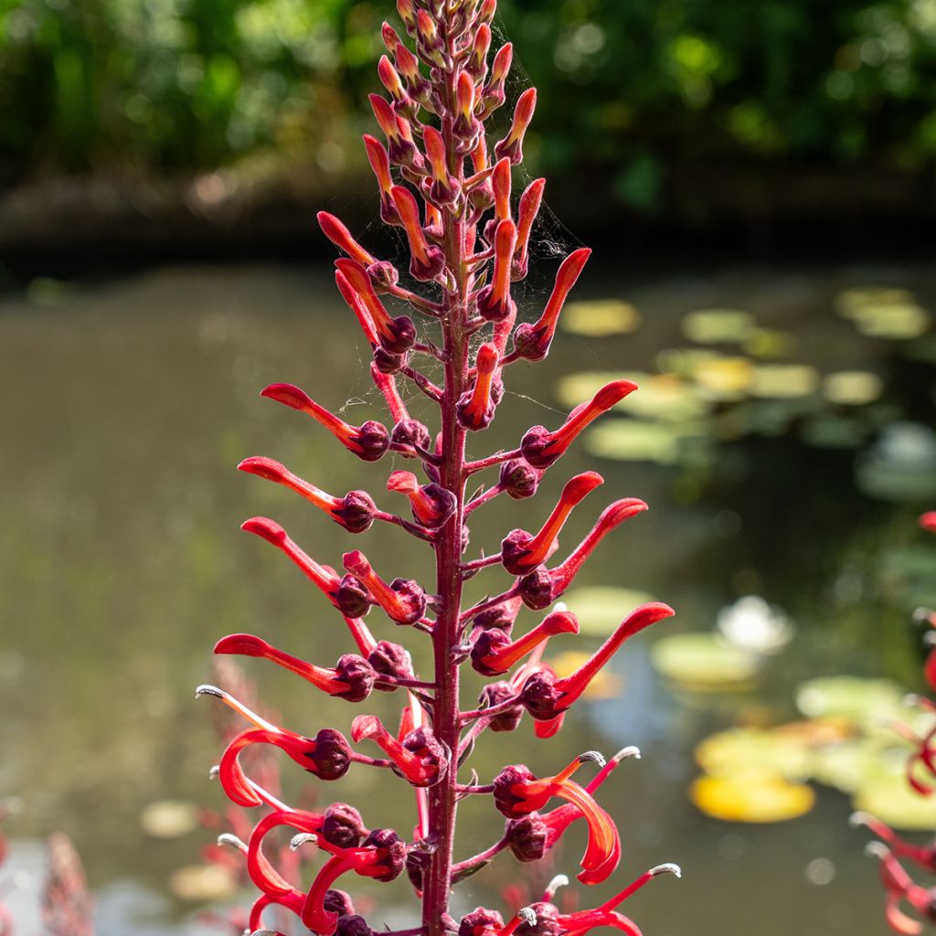 Liekkilobelia (siemenet) - Lobelia tupa