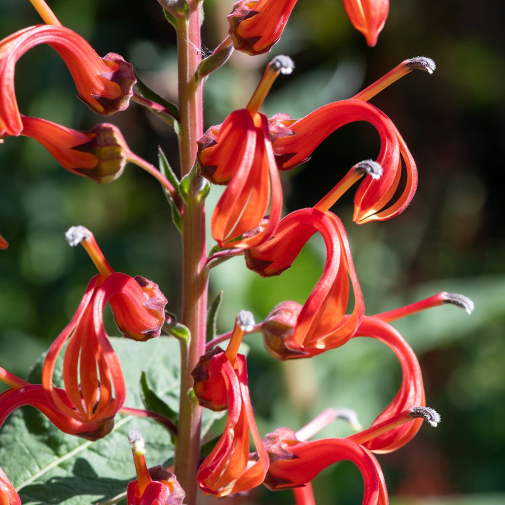Liekkilobelia (siemenet) - Lobelia tupa