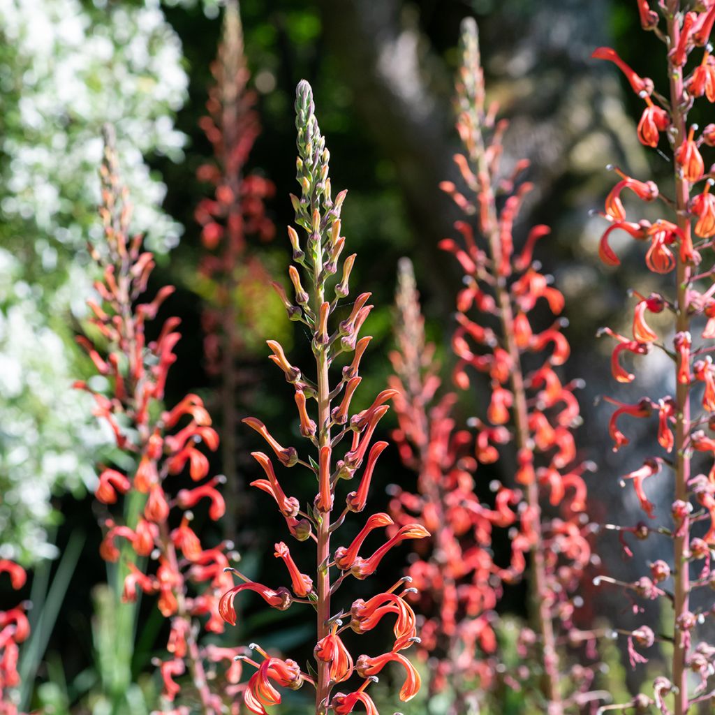 Liekkilobelia (siemenet) - Lobelia tupa