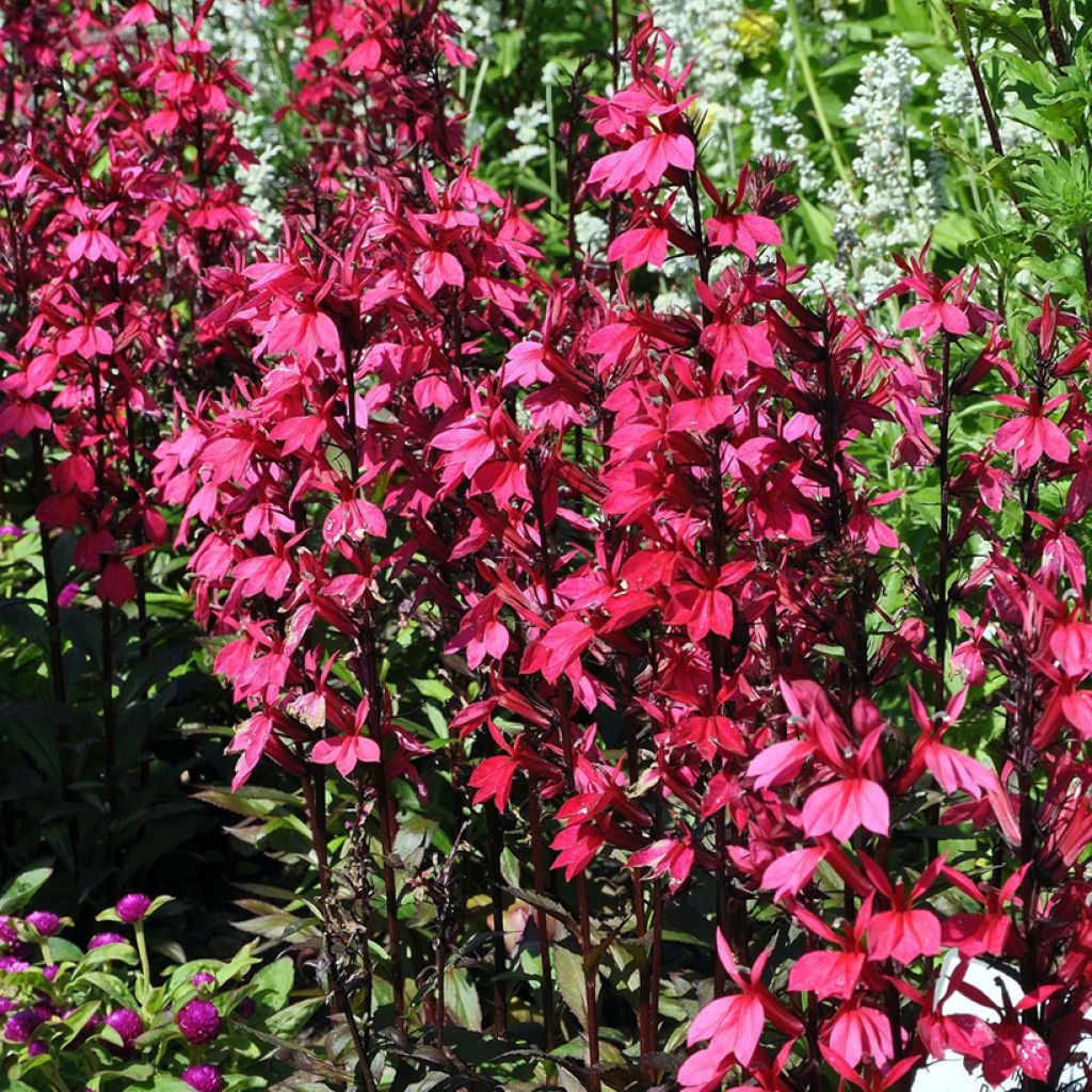 Tarhalobelia Russian Princess