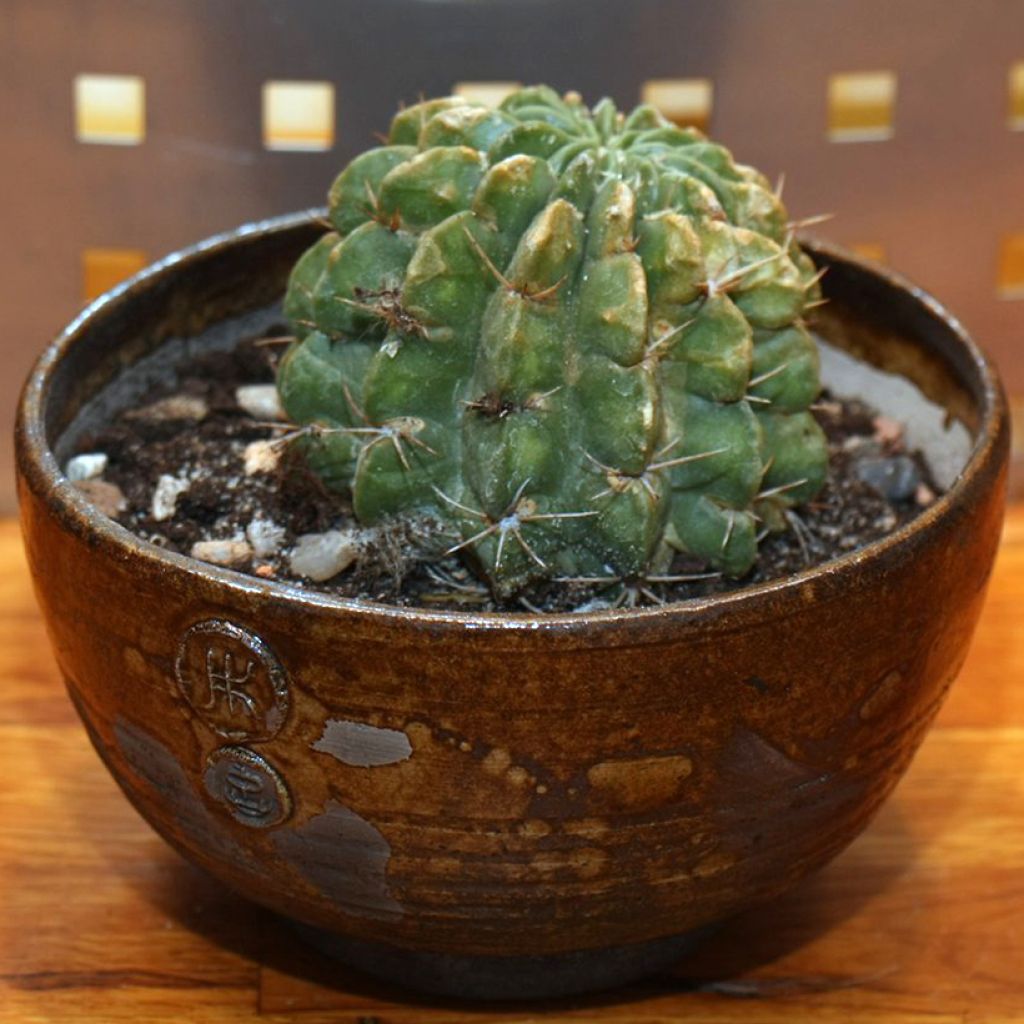 Lobivia cardenasiana