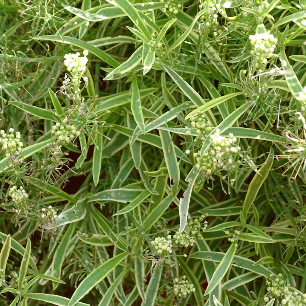 Tuoksupielus Primavera Princess