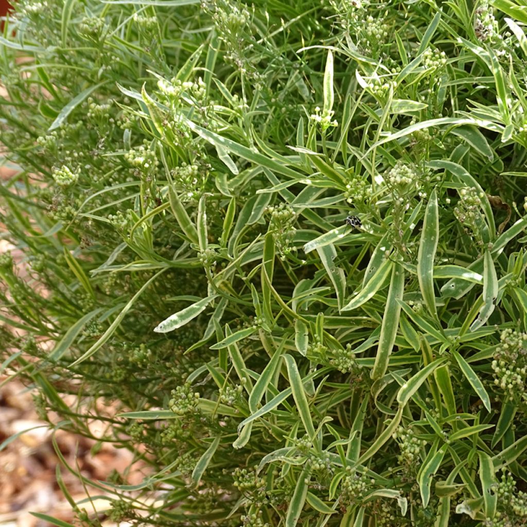 Tuoksupielus Primavera Princess