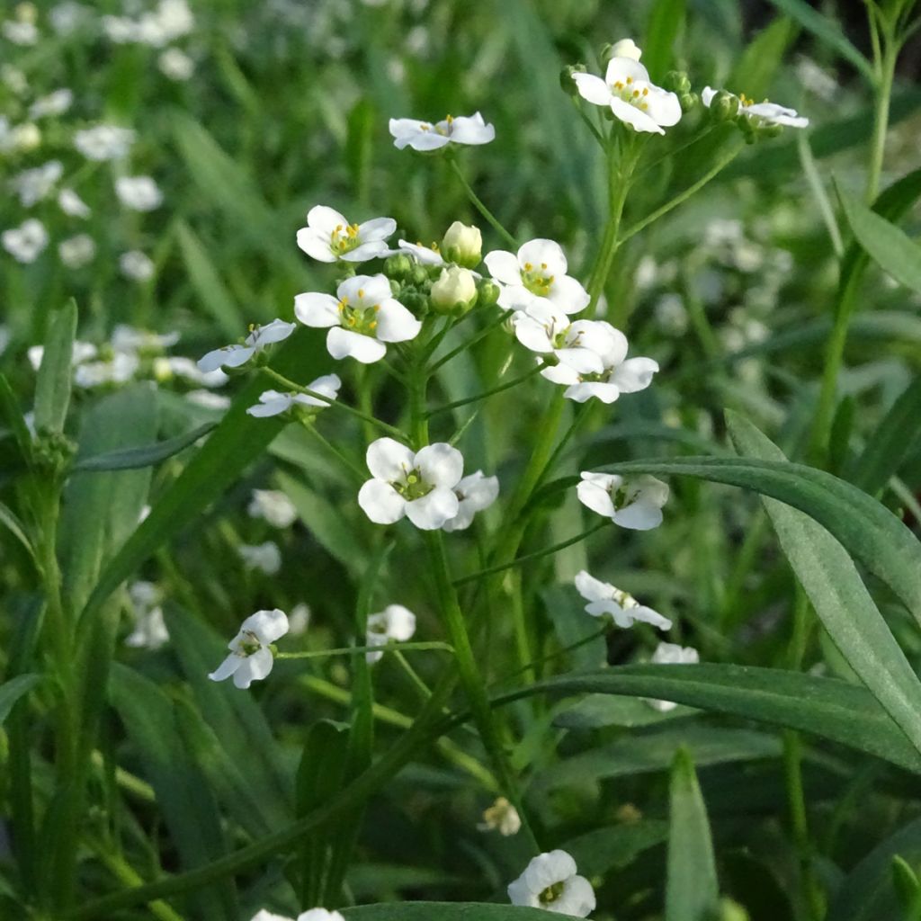 Tuoksupielus Snow Princess