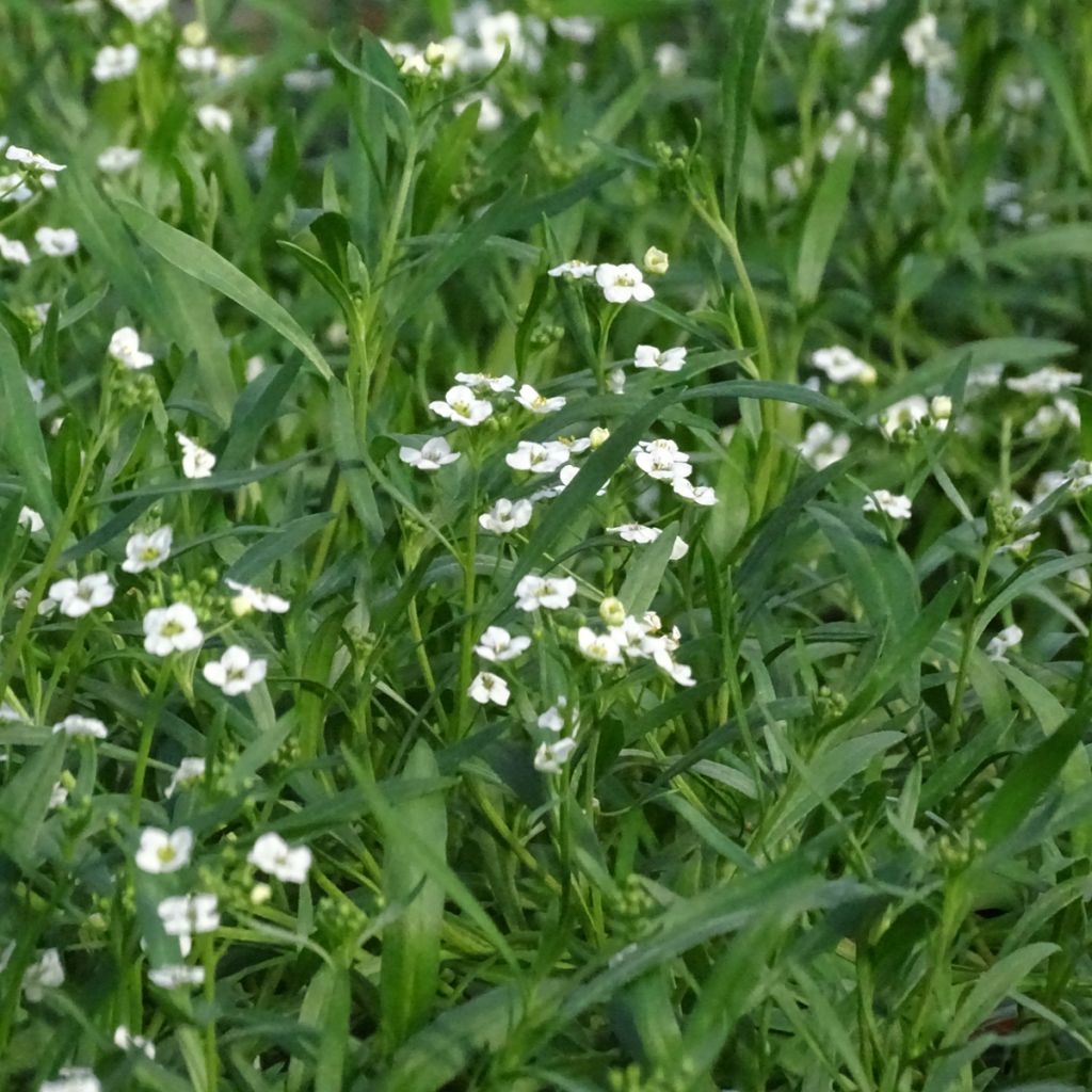 Tuoksupielus Snow Princess