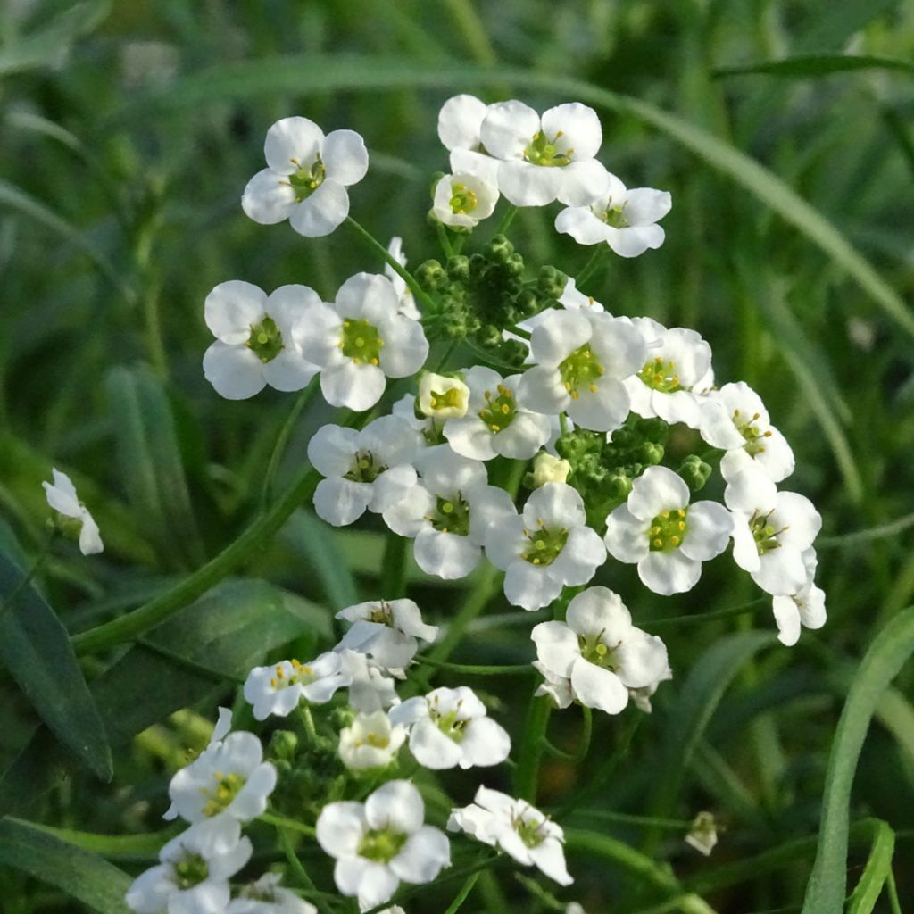 Tuoksupielus Snow Princess