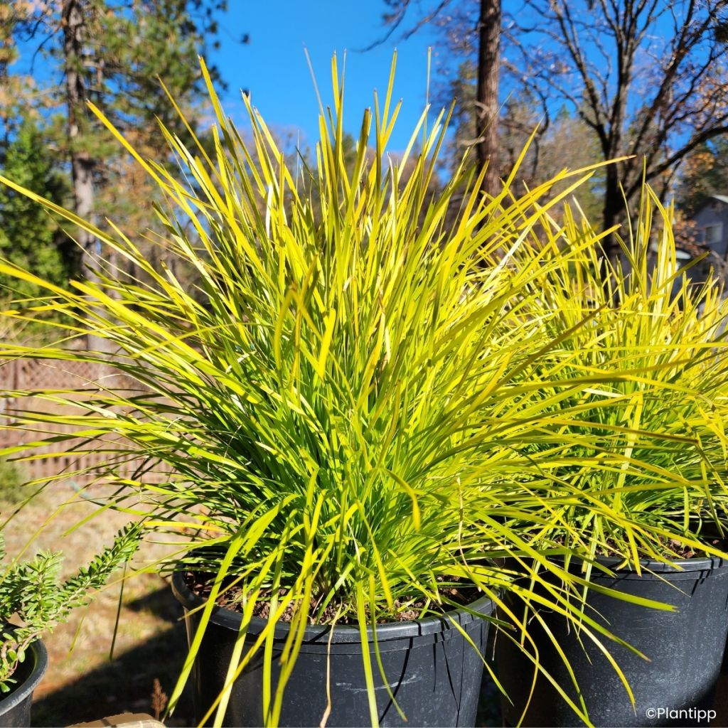 Lomandra longifolia KM- Miners Gold