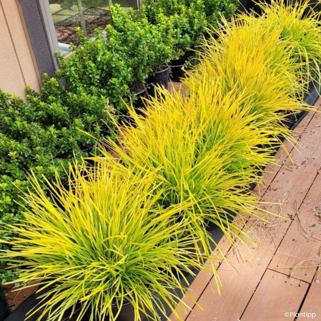 Lomandra longifolia KM- Miners Gold