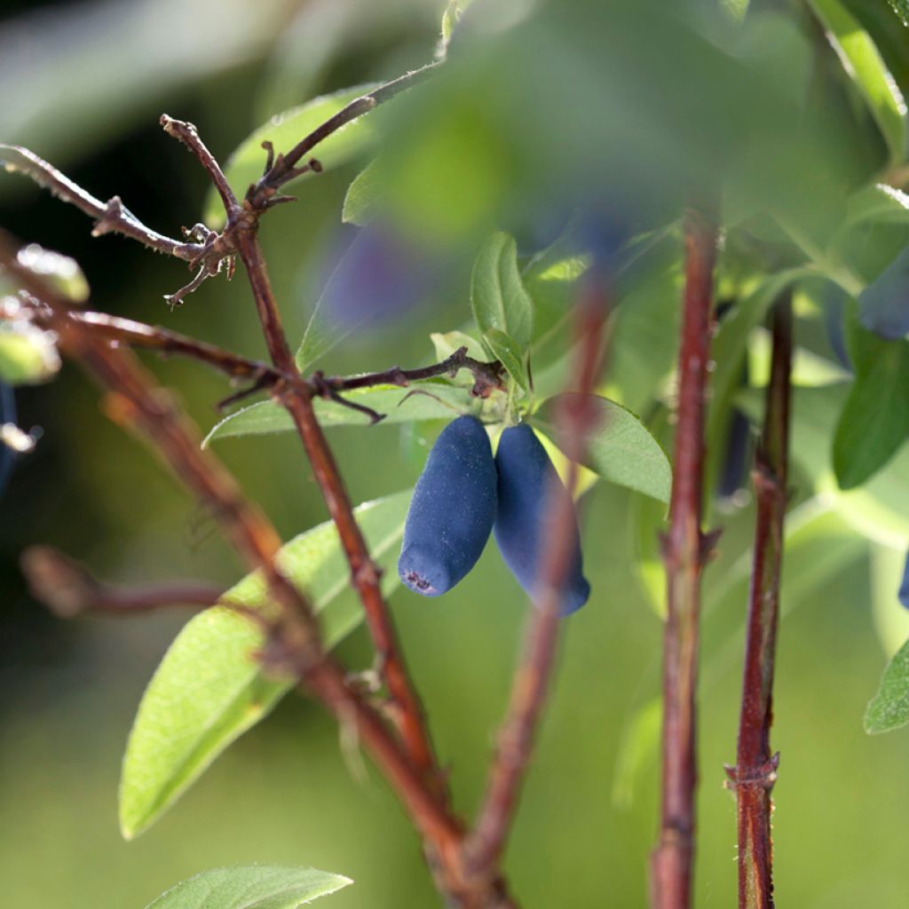 Makeasinikuusama Boreal Beauty