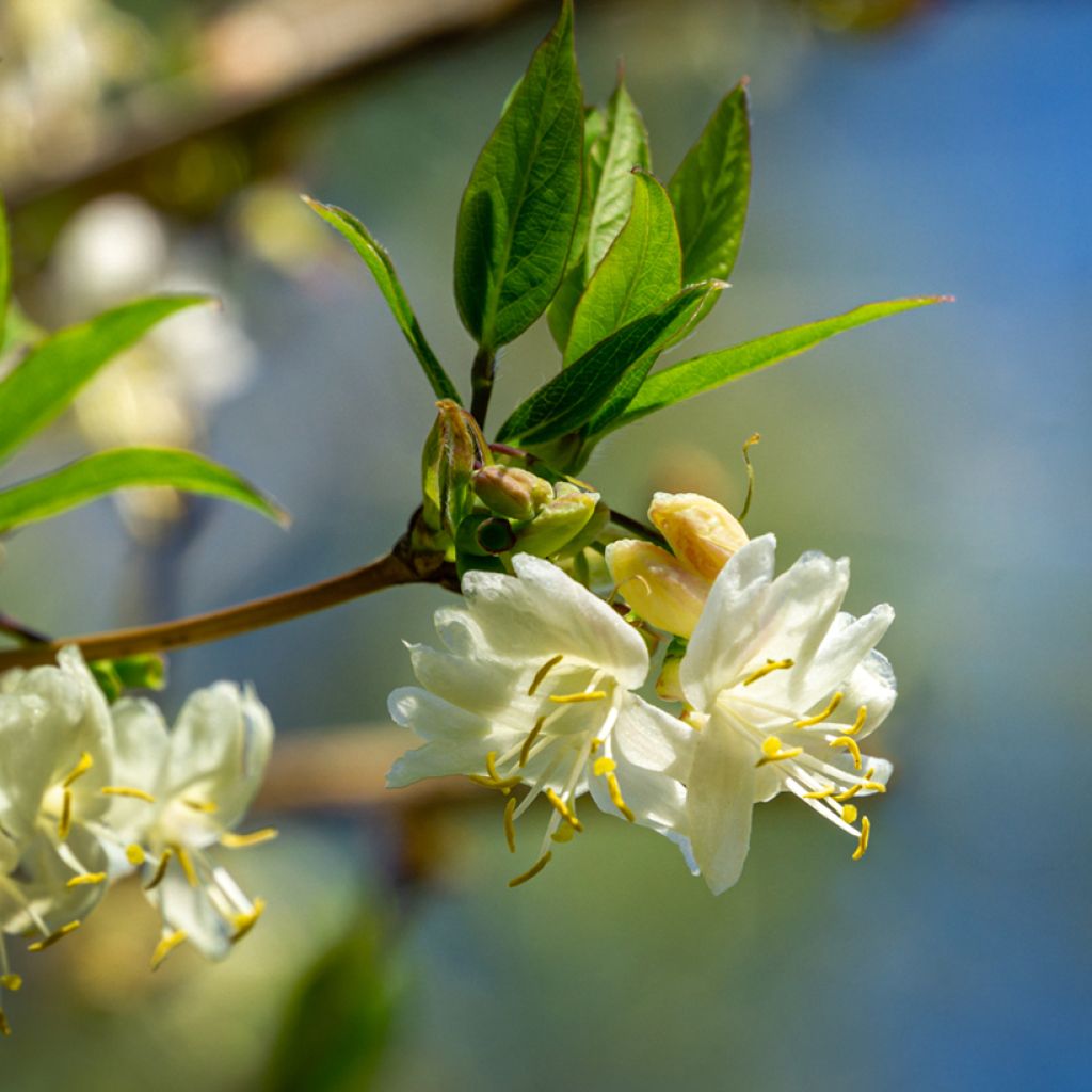 Myrttikuusama - Lonicera fragrantissima