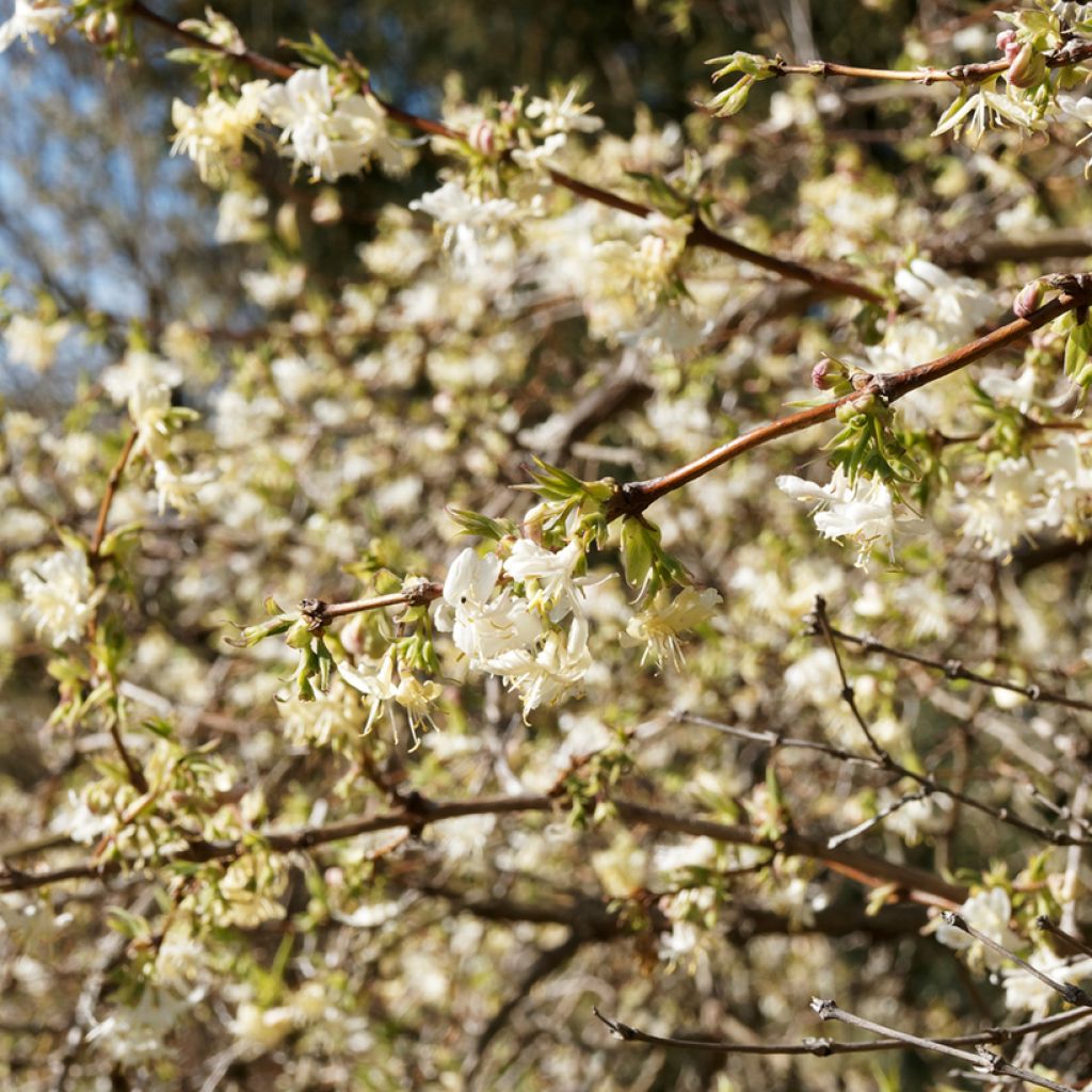 Myrttikuusama - Lonicera fragrantissima