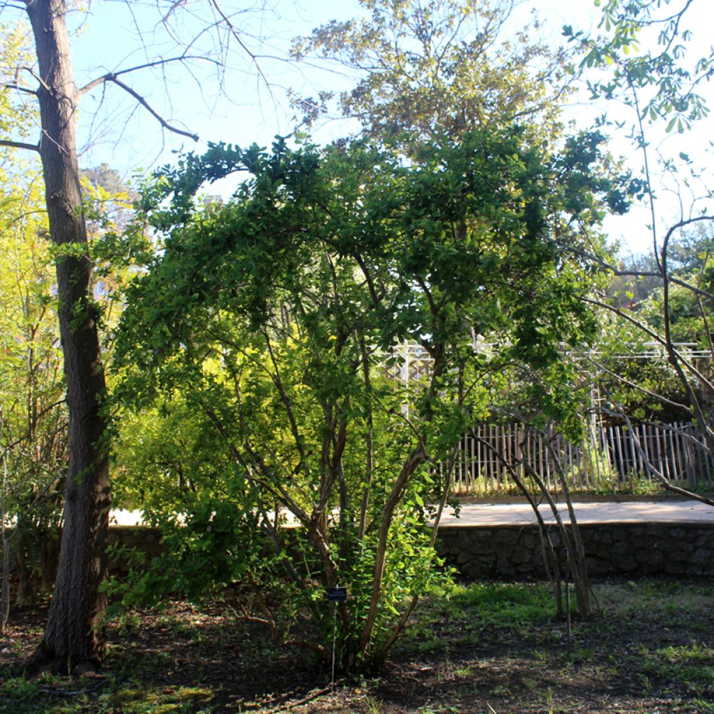 Myrttikuusama - Lonicera fragrantissima