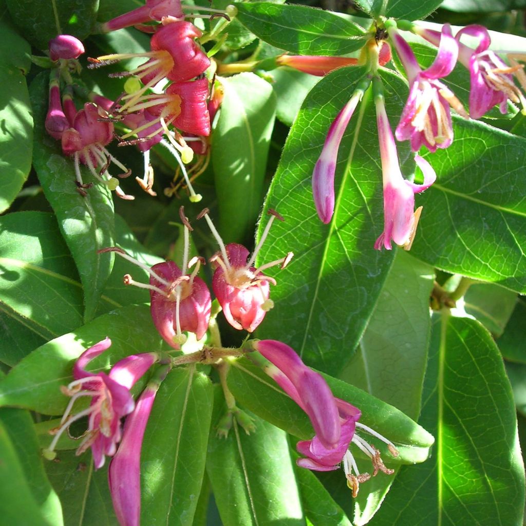 Myrttikuusama - Lonicera henryi